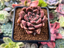 Echeveria 'Black Pettla' Cluster 2" New Hybrid Succulent Plant