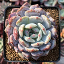 Echeveria 'Orange' Monroe' 3" Powdery Succulent Plant