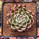 Echeveria Agavoides 'Sarabony' 2"-3" Succulent Plant