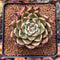 Echeveria Agavoides 'Sarabony' 2"-3" Succulent Plant