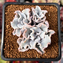 Echeveria 'Crispate Beauty' 2" Triple Headed Cluster Succulent Plant