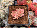 Echeveria 'Vanilla Brick' 1" Cluster New Hybrid Succulent Plant