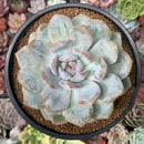 Echeveria 'Orange Monroe' 3"-4" Succulent Plant