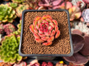 Echeveria Agavoides 'Arcane' 1" Succulent Plant