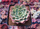 Echeveria 'Belladona' 2" Succulent Plant