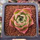 Echeveria 'Bordeaux' 1" Succulent Plant