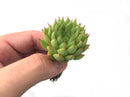 Echeveria sp. 1" Small Rare Succulent Plant