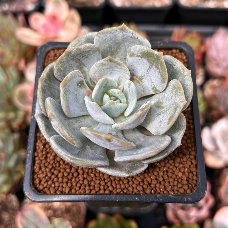 Echeveria 'Snow Shower' 2