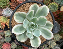 Echeveria 'Lemon Lime' Variegated 3"-4" Succulent Plant