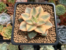 Echeveria 'Monocerotis' Variegated 2" Succulent Plant
