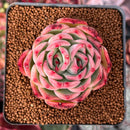 Echeveria Agavoides 'Amor' 2"-3" Succulent Plant
