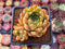 Echeveria Agavoides 'Sarabony' 3" Cluster (Seed Grown) Succulent Plant