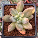 Pachyveria 'Oviferum Shireiden' Variegated 2" Succulent Plant