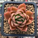 Echeveria Agavoides 'Cagliari' 1" Succulent Plant