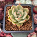 Echeveria 'Plon' 1" New Hybrid Succulent Plant