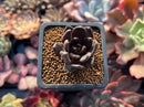 Echeveria 'Blackbird' 1" Succulent Plant