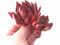 Echeveria Agavoides Helia 4” Rare Succulent Plant