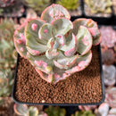 Echeveria 'Beyonce' Variegated 2" Succulent Plant
