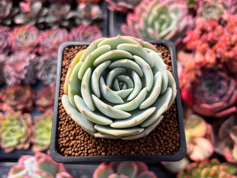 Echeveria 'Mont Blanc' 2