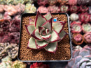 Echeveria Agavoides 'Ebony' Hybrid 2"-3" Succulent Plant