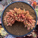 Echeveria Agavoides 'Maria' Crested 4" Succulent Plant