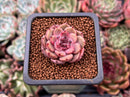 Echeveria 'Herbion' 1" Succulent Plant