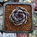 Echeveria 'Black Pearl' 2" New Hybrid Succulent Plant