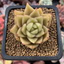 Echeveria Agavoides 'Latte' 2” Succulent Plant