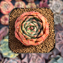 Echeveria 'Brown Rose' 2" Succulent Plant