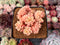 Echeveria 'Deren-Oliver' Crested 2"-3" Succulent Plant