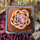 Echeveria sp. 1" Succulent Plant