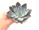 Echeveria 'Bambino' Extra Large 5" Rare Succulent Plant