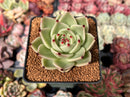 Echeveria Agavoides 'Blue Dragon' 2"-3" Succulent Plant
