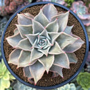 Echeveria 'Madiba' 3"-4" Succulent Plant
