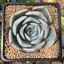 Echeveria 'Steel Heart' 2" Succulent Plant