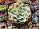 Echeveria 'Compton Carousel' Variegated 3"-4" Succulent Plant