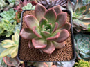 Echeveria 'Baekya' 4" Succulent Plant