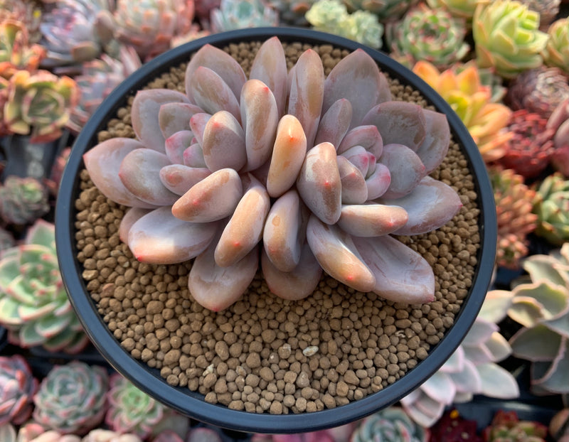 double headed succulent Pachyveria 'Pearlberry' Double Headed Cluster 4" Succulent Plant
