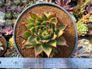 Echeveria Agavoides 'Lemon Tree' 5" Cluster Succulent Plant