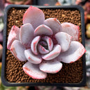 Echeveria 'White Lotus' 2" Powdery Succulent Plant