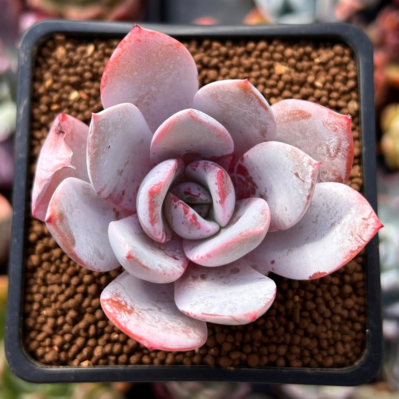pink lotus succulent Echeveria 'White Lotus' 2" Powdery Succulent Plant – True Succulents Plant  Co