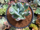 Echeveria 'Raindrop' 3" Succulent Plant