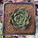 Echeveria 'Red Q' 1" New Hybrid Succulent Plant