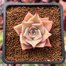 Echeveria 'Madiba' 1" Succulent Plant