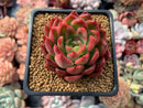 Echeveria Agavoides 'Prolifera' 3" Succulent Plant