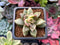 Echeveria sp. Mutated/Variegated 1" Succulent Plant