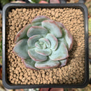 Echeveria 'Milkrose' 1" Succulent Plant