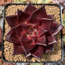 Echeveria Agavoides 'Luming' 4" Succulent Plant