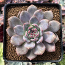 Echeveria 'Ariel' 3” Succulent Plant
