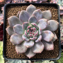 Echeveria 'Ariel' 3” Succulent Plant